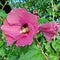 Bee on a hibiscus flower - insects in the garden