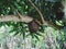 Bee hive on a branch of the mango tree