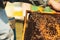 Bee hive detail. Beekeeper is working with bees and beehives on the apiary