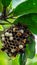 Bee hive hanging on the tree with green leaves