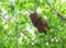 Bee hive in a tree