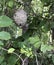 Bee hive in a tree in the wilderness