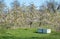 Bee hives in a blooming apple field