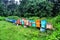 Bee hives in a forest farm Guamka