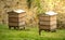 Bee hives in garden