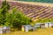 Bee hives at lavender field