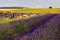 Bee Hives lining SunFlower and Lavender Fields on the Plateau De Valensole