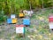 Bee hives in a mountain apiary. Painted stump