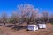 Bee hives on plantation of the flowering almond trees at spring
