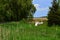 Bee hives in row near farm field