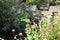 Bee hives stand in the garden