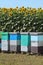 Bee hives in sunflower field