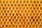 Bee honey in honeycomb closeup