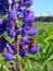 Bee honey purple flowers lupine