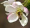 Bee honeybee Apis Mellifera on apple tree flower