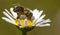 Bee honeybee Apis Mellifera flower common daisy