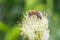 bee or honeybee, european honey bee collecting bee pollen. Bee collecting honey. Breeding bees. Beekeeping