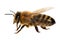 Bee or honeybee or honey bee isolated on the white