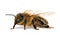 Bee or honeybee or honey bee isolated on the white