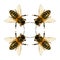 Bee or honeybee isolated on the white background