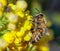 Bee or honeybee in Latin Apis Mellifera on flower