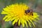 Bee or honeybee in Latin Apis Mellifera on yellow flower