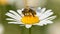 Bee or honeybee on white flower of common daisy