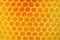 Bee and Honeycomb