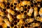 Bee and Honeycomb