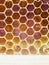 Bee honeycombs backgrounds.