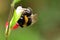 Bee on a hot lips salvia flower