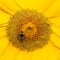 A Bee hovering while collecting pollen from sunflower blossom