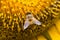 A Bee hovering while collecting pollen from sunflower blossom. Hairs on Bee are covered in yellow pollen as are it\'s legs. Close