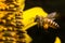 A Bee hovering while collecting pollen from sunflower blossom. Hairs on Bee are covered in yellow pollen as are it\'s legs. Close