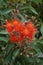 Bee hovering near flowers and buds of a corymbia ficifolia \\\'Baby Orange\\\' tree