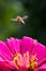 Bee hovering over pink flower