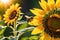 Bee Hovering Over a Vibrant Sunflower - Macro Lens Photography, Foreground Focus Detailing Intricate Beauty