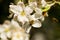 A bee hovers over an apple tree flower