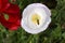 Bee Hovers over White Poppy Flower