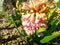 Bee in Hyacinth flower
