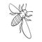 A bee, a hymenopteran insect. Stinging insect bee single icon in outline style vector symbol stock isometric