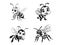 Bee Illustrations in Outline Style