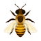 Bee. Image of a realistic working honey bee. Bee, top view. Vector illustration isolated on a white background