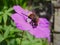 Bee-imitator hoverfly feeding