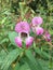 Bee in impatiens Glandulifera