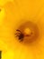 A bee, indispensable pollinator, covered with pollen comes out of a yellow pumpkin flower