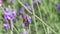 Bee insect on blooming purple lavender flowers in field, bug and violet fragrant lavender flower in summer garden.