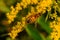 Bee, insect, perhaps Western Honey bee on yellow flower, solidago, goldenrod flower