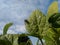 Bee insect on soybean leaf