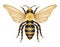 bee insects wildlife animals vector illustration